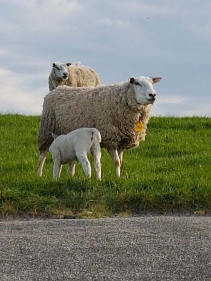 "Het Steechje" In Ie Bij Schiermonnikoog En Ameland Apartment Ee ภายนอก รูปภาพ